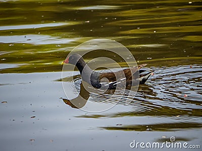 Eurasian moorhen on a pond 1 Stock Photo