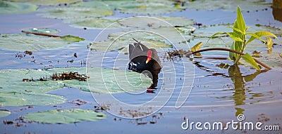 Eurasian moorhen swims through the vegetation of the tropical lake Stock Photo