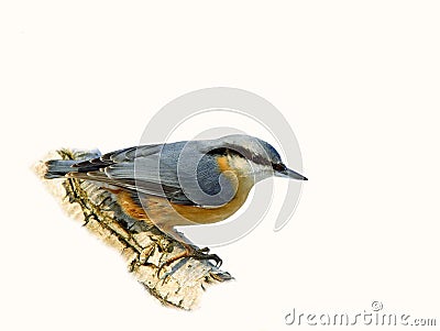 Eurasian Nuthatch Stock Photo