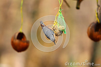 Eurasian nuthatch on bird feeder Stock Photo