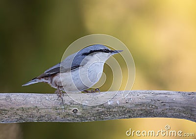 The nuthatches constitute a genus, Sitta, of small passerine birds belonging to the family Sittidae Stock Photo