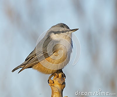 Eurasian Nuthatch, Sitta europaea Stock Photo