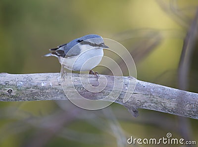 Nuthatches constitute a genus, Sitta, of small passerine birds belonging to the family Sittidae. Stock Photo