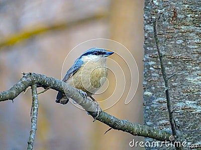 Eurasian nuthatch Sitta europaea perched on a tree branch . Spring mood Stock Photo