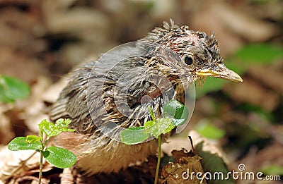 Wild bird. In the forest. Baby of Eurasian nuthatch Stock Photo
