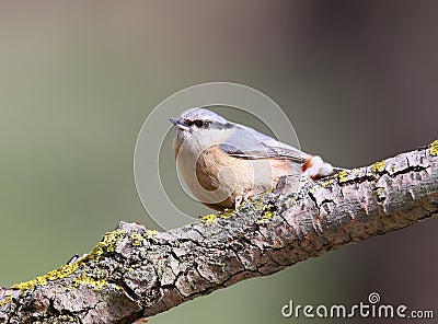 The Eurasian nuthatches sits on a forest trough and are ready to fight for food. Stock Photo