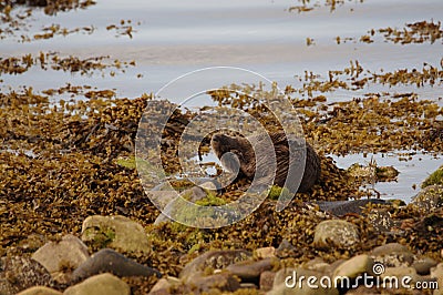 Eurasian Otter aka Sea Otter (Lutra lutra) on the Isle of Jura an inner Hebridean Island in Scotland, UK Stock Photo