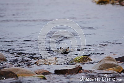 Eurasian Otter aka Sea Otter (Lutra lutra) on the Isle of Jura an inner Hebridean Island in Scotland, UK Stock Photo