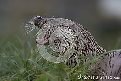 Euroasian otter close up portrait Stock Photo