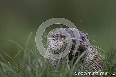 Euroasian otter close up portrait Stock Photo