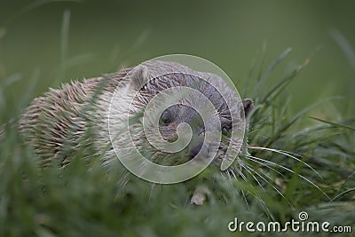 Euroasian otter close up portrait Stock Photo