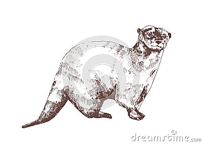 Eurasian otter hand drawn with contour lines on white background. Beautiful monochrome sketch drawing of wild Vector Illustration