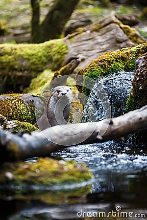 Eurasian otter (Lutra lutra) Stock Photo