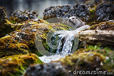 Eurasian otter (Lutra lutra) Stock Photo