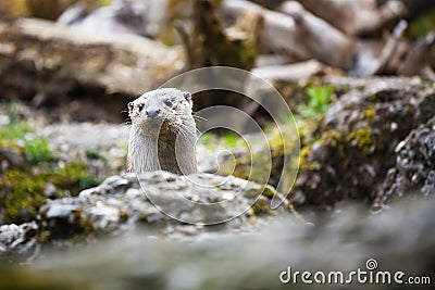 Eurasian otter (Lutra lutra) Stock Photo