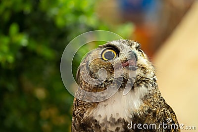 Eurasian owl Bubo bubo eagle owl, portrait of head and eyes Stock Photo