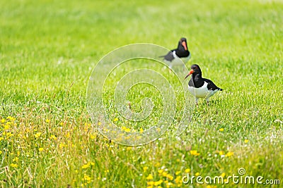 Eurasian Oyster catchers in nature Stock Photo