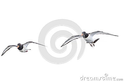 Eurasian oystercatcher, Haematopus ostralegus, in flight Stock Photo