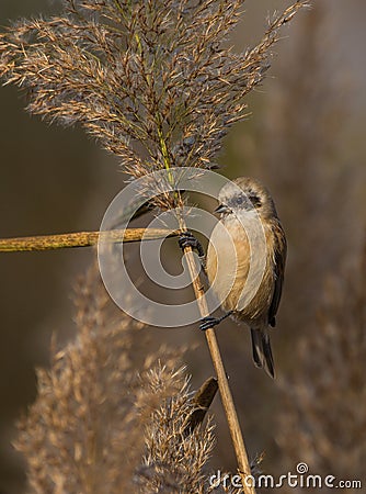 Eurasian Penduline Tit on reed Stock Photo