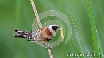 Eurasian Penduline Tit sitting on a sedge. Stock Photo