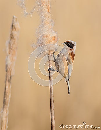 Eurasian Penduline Tit - Remiz pendulinus Stock Photo