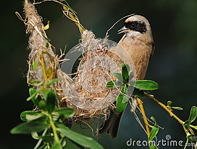 Eurasian Penduline Tit Stock Photo