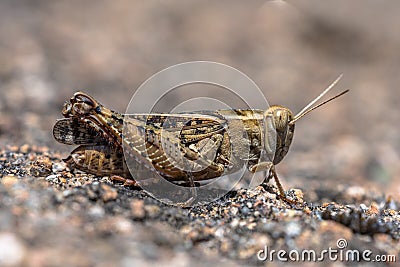 Eurasian Pincer Grasshopper Stock Photo