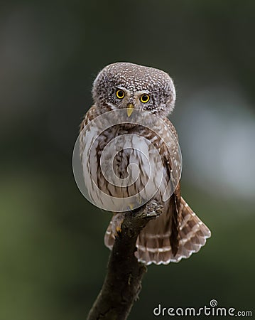 Eurasian Pygmy Owl - Glaucidium passerinum - male Stock Photo