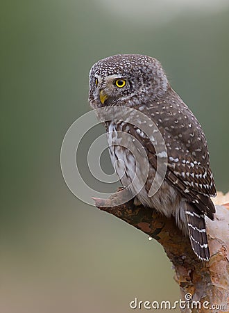 Eurasian Pygmy Owl - Glaucidium passerinum - male Stock Photo