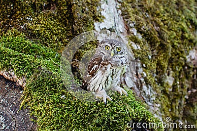 Eurasian Pygmy Owl sitting on mossy tree Stock Photo