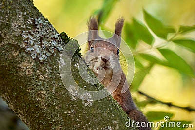 Eurasian red squirrel closeup Stock Photo