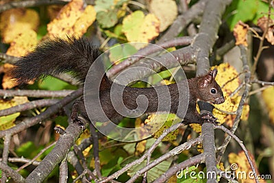 Eurasian red squirrel closeup Stock Photo