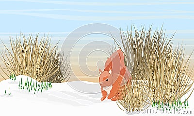 Eurasian red squirrel near the river in early spring. Melting snow, snowdrops Vector Illustration