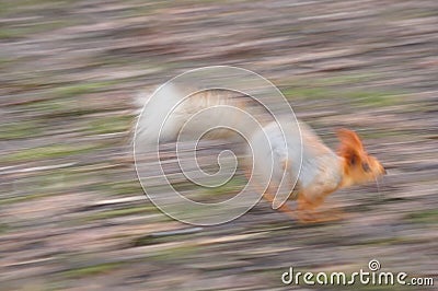 Eurasian red squirrel runs very fast blurred at high speed. Stock Photo