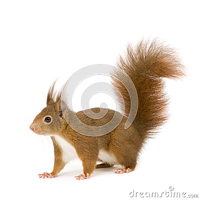 Eurasian red squirrel - Sciurus vulgaris (2 years) Stock Photo