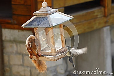 Eurasian red squirrel / Sciurus vulgaris and tit / Parus major at bird feeder Stock Photo