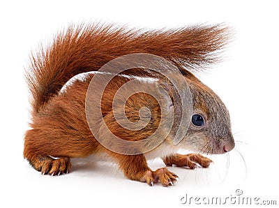 Eurasian red squirrel. Stock Photo