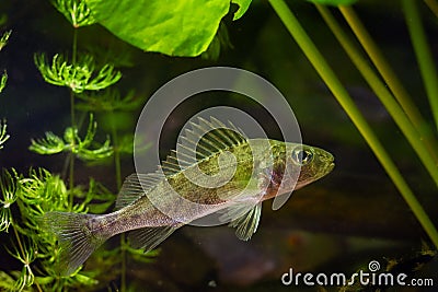 Eurasian ruffe juvenile, aggressive dominant wild freshwater fish, captive omnivore coldwater species, hornwort Stock Photo
