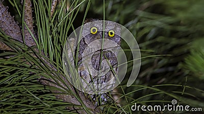 Eurasian Scops Owl at Night Looking Surprised Stock Photo