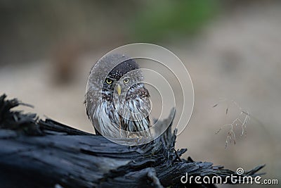 Eurasian scops owl Otus scops beautiful little owl sits on a broken branch. Stock Photo