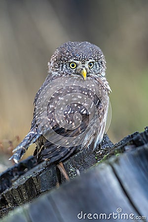 Eurasian scops owl Otus scops beautiful little owl sits on a broken branch. Stock Photo