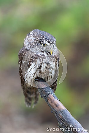 Eurasian scops owl Otus scops beautiful little owl sits on a broken branch. Stock Photo