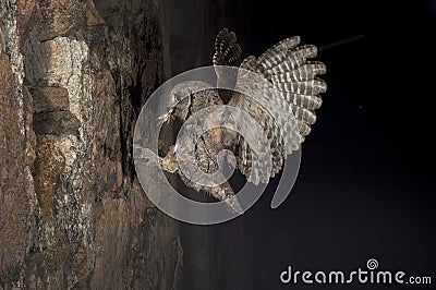Eurasian Scops Owl, small owl, flying and hunting, with an insect grasshopper in the beak Stock Photo