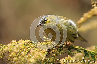 Eurasian siskin Stock Photo