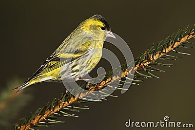 Eurasian siskin perched on a branch, Vosges, France Stock Photo