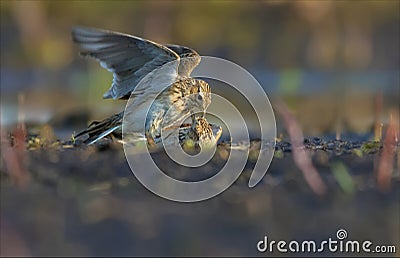 Eurasian skylarks fight against each other on the earth in fierce and severe battle Stock Photo