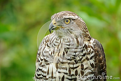 Eurasian Sparrowhawk (Accipiter Nisus) Stock Photo