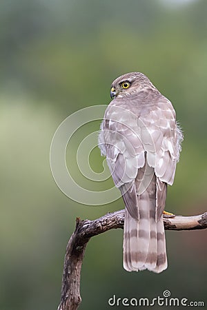 The Eurasian Sparrowhawk, in the beautiful colorful autumn environment Stock Photo