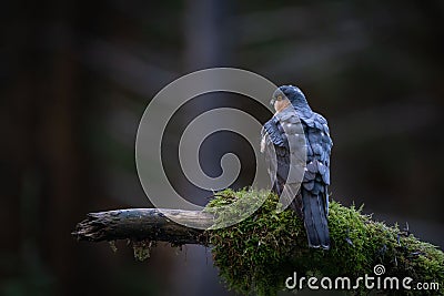 Eurasian sparrowhawk bird perched on a mossy log. Stock Photo