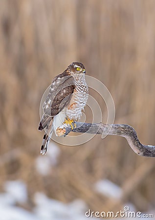 Eurasian Sparrowhawk - Sperber - Accipiter nisus Stock Photo
